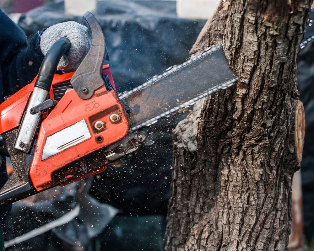 man sawing a tree with a chainsaw in the summer in nature